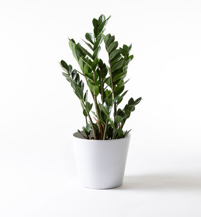 Zamioculcas i hvit potte Zamioculcas i hvit potte